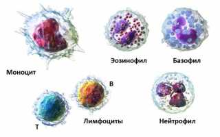 В чем причины снижения лейкоцитов в крови у ребенка?