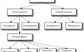 Отклонение от нормы — палочкоядерные нейтрофилы понижены