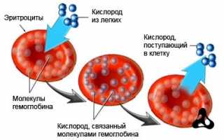 Таблица нормы гемоглобина у новорожденных