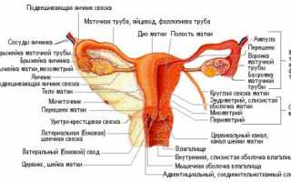 Что показывает вагинальное УЗИ?