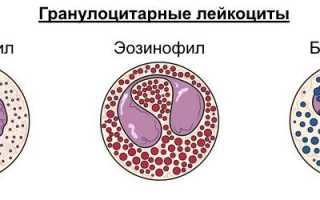 Отклонение от нормы — гранулоциты понижены