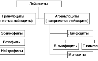 Из-за чего лейкоциты в моче у мужчины повышены?