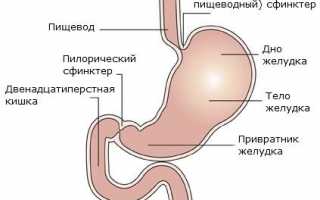 Диагностическая процедура УЗИ желудка