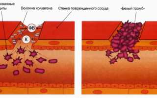 Механизмы повышения свертываемости крови при беременности