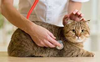 Симптомы и способы лечения диабета у кошек