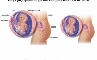 Особенности развития плода на УЗИ к 16 неделе беременности