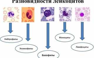 Функции и норма базофилов в крови