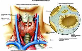 Некоторые особенности подготовки к УЗИ щитовидной железы