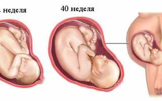 На каких сроках третий скрининг УЗИ показывает наиболее точные результаты?