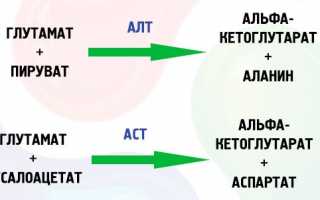 Что такое АЛТ и АлАТ в анализе крови?