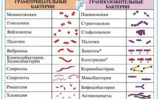 Повышенное количество стафилококков в мазке у женщин