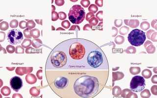 Защитные механизмы организма — функции лейкоцитов