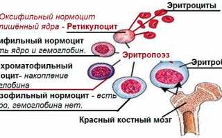 Международная аббревиатура для обозначения ретикулоцитов в анализе крови