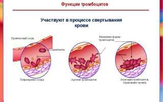 Развитие тромбоцитопении — тромбоциты понижены у ребенка