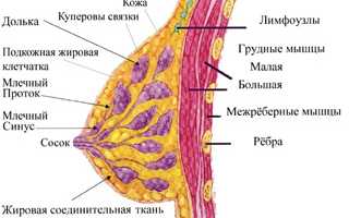 Какой день цикла лучше подходит для УЗИ молочных желез?