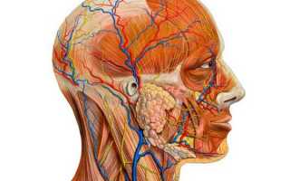 Сосуды шеи и головы: какие проблемы могут возникнуть