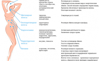 Сдача анализов на гормоны по гинекологии