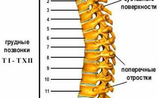 Диагностика болезней на МРТ грудного отдела позвоночника