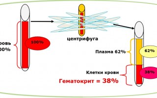 Гематокрит в общем анализе крови
