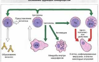 Где образуются и что такое лимфоциты?