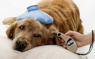 Симптомы и лечение сахарного диабета у собак