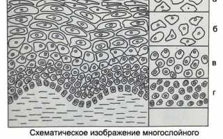 Норма цилиндрического эпителия в мазке