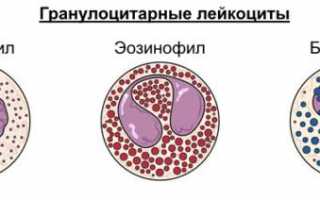 Результаты анализа — почему базофилы понижены?