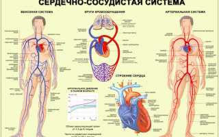 Обследование на ультразвуковой допплерографии сосудов