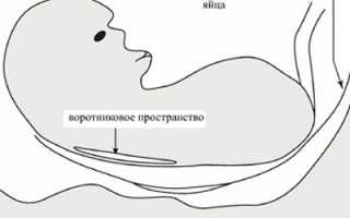 Информация о развитии эмбриона на скрининге 12-й недели